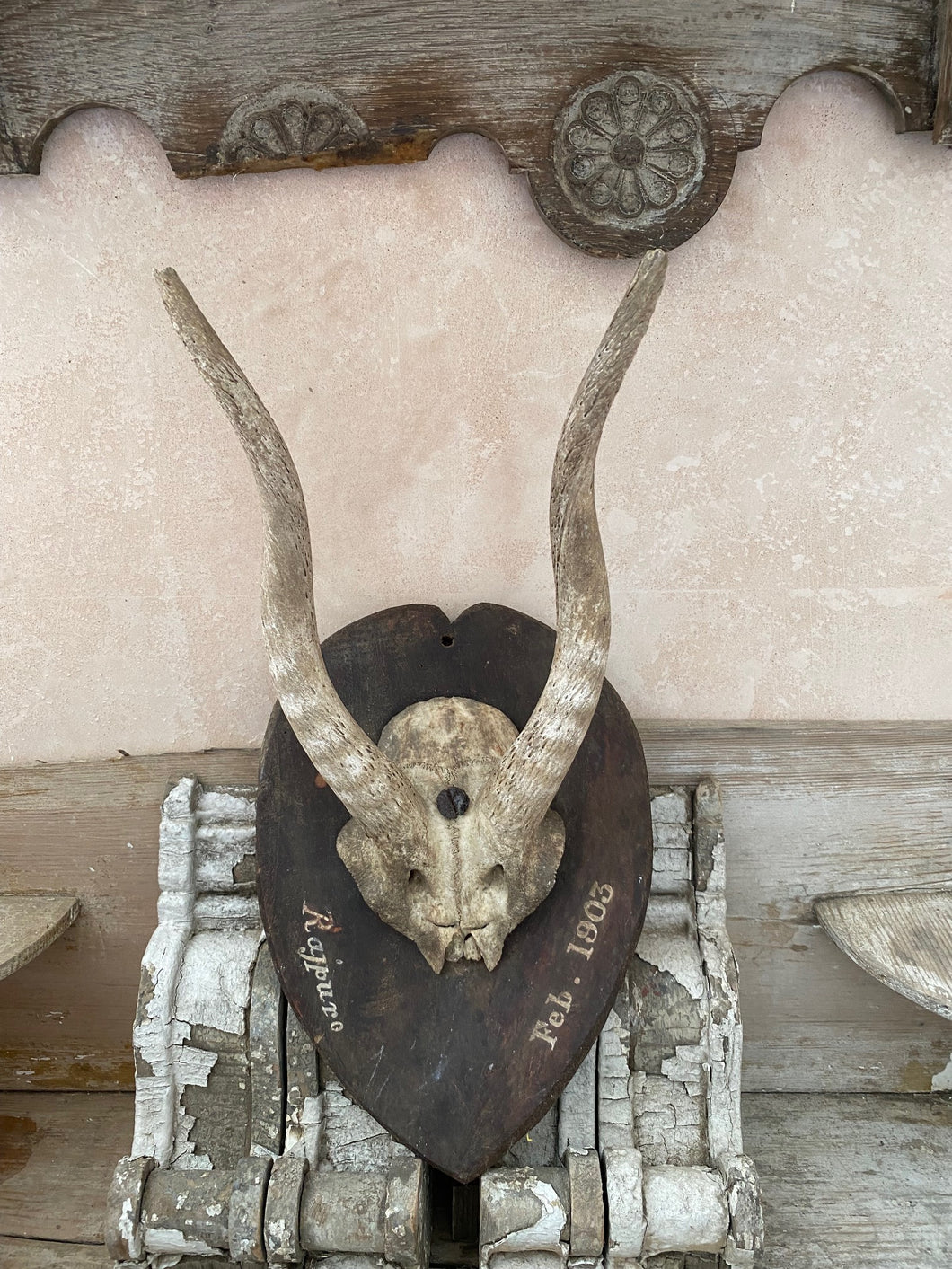 Indian mounted skull dated 1903