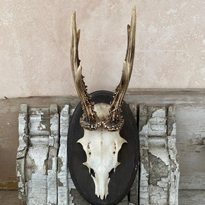 German mounted deer skull - oval 1964