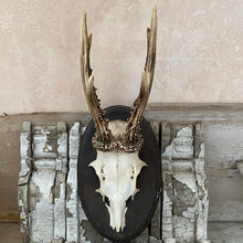 Load image into Gallery viewer, German mounted deer skull - oval 1964

