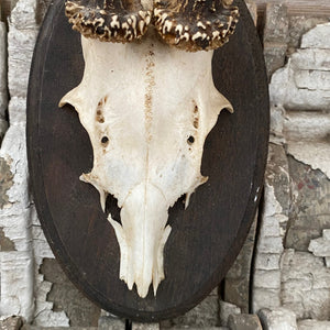 German mounted deer skull - oval 1964