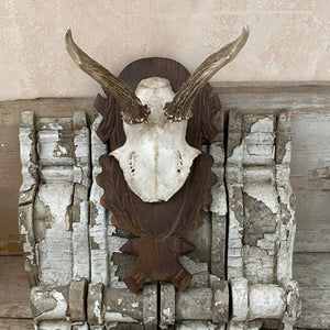 Mounted deer skull