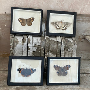Set of framed taxidermy butterflies