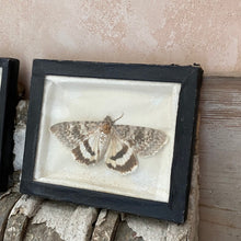 Load image into Gallery viewer, Set of framed taxidermy butterflies

