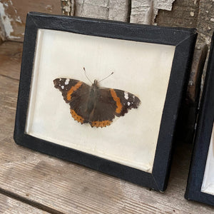 Set of framed taxidermy butterflies