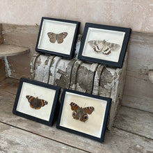 Load image into Gallery viewer, Set of framed taxidermy butterflies
