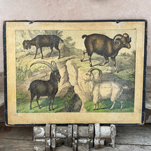 Load image into Gallery viewer, French classroom teaching aid - goats
