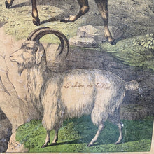 Load image into Gallery viewer, French classroom teaching aid - goats
