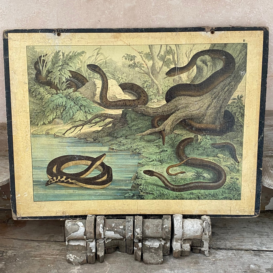 French classroom teaching aid - snakes