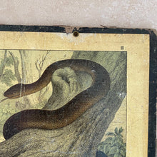 Load image into Gallery viewer, French classroom teaching aid - snakes
