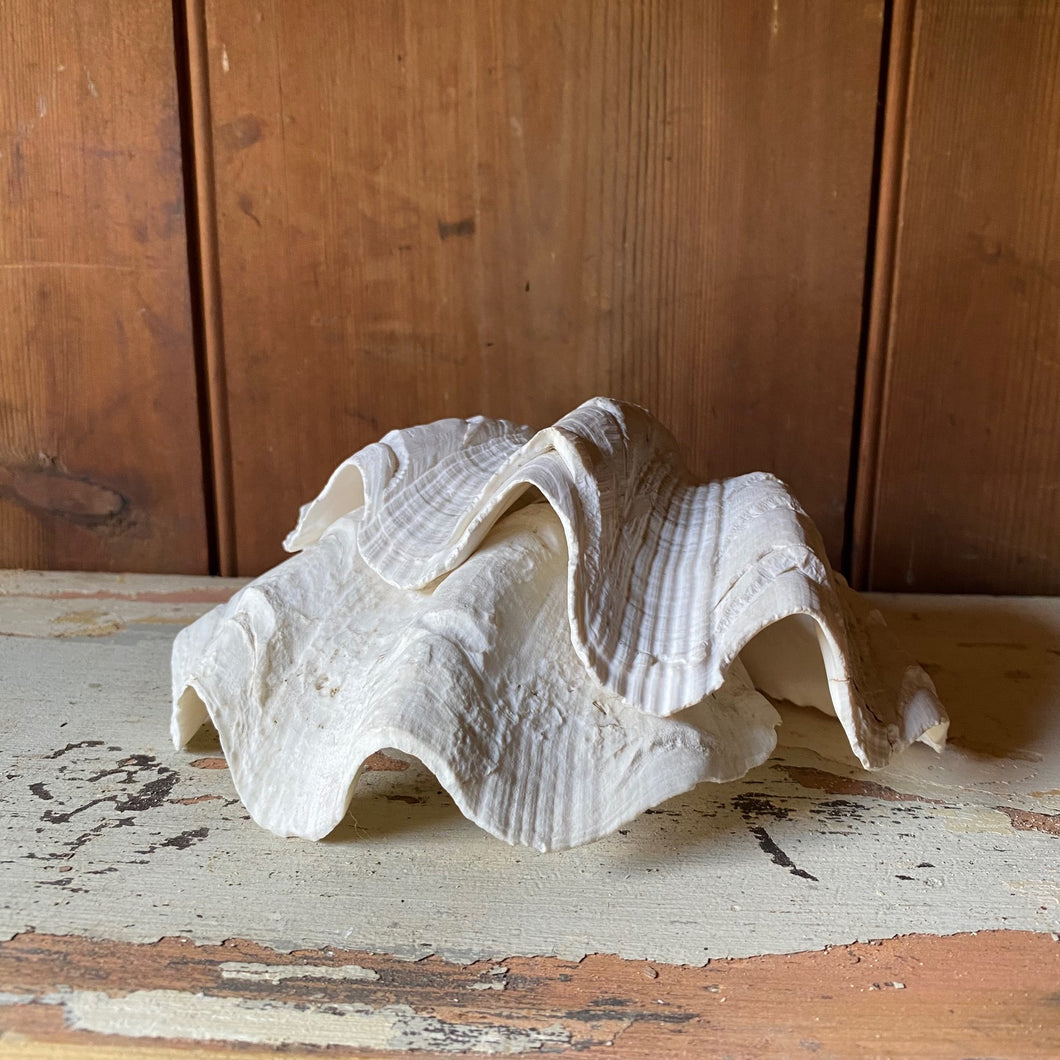 Pair of conch shells