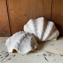 Load image into Gallery viewer, Pair of conch shells

