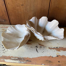 Load image into Gallery viewer, Pair of conch shells
