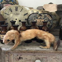 Load image into Gallery viewer, Taxidermy weasel
