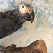 Load image into Gallery viewer, Taxidermy African Grey parrot
