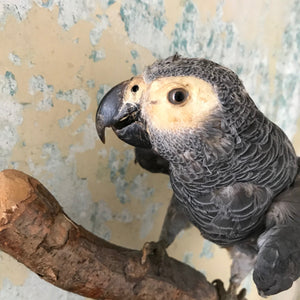 Taxidermy African Grey parrot