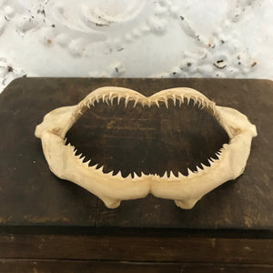 Sharks jaw