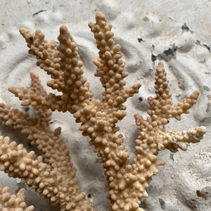 Piece of sculptural coral