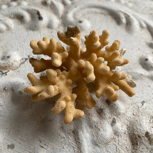Pretty piece of finger coral