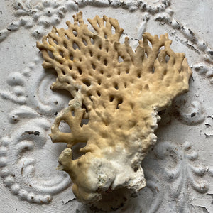 Large piece of statement coral