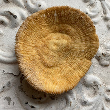 Load image into Gallery viewer, Large size mushroom coral
