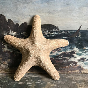 Vintage starfish
