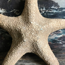 Load image into Gallery viewer, Vintage starfish
