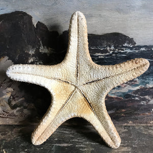 Vintage starfish