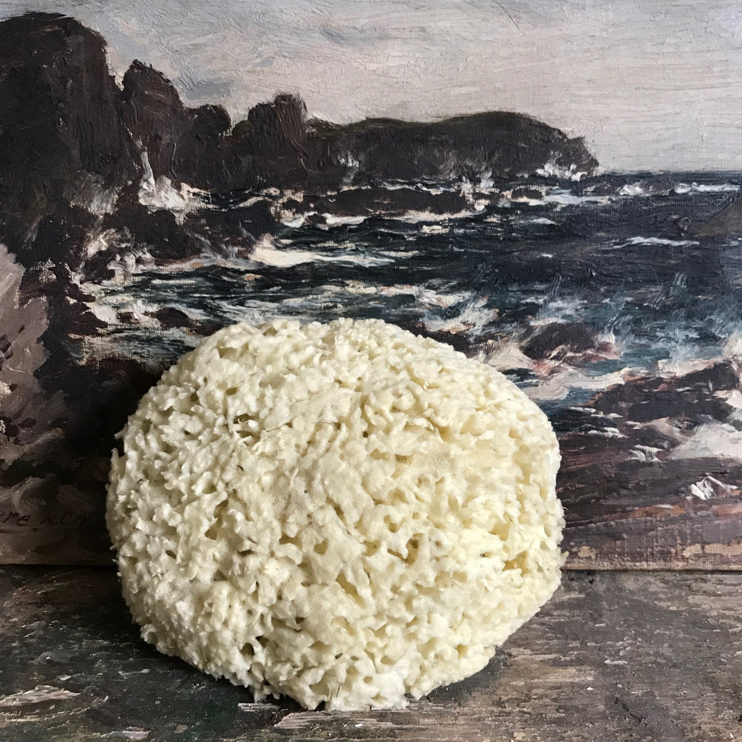 Vintage sea sponge