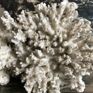 Vintage coral - medium