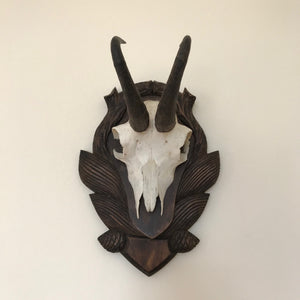 Mounted chamois skull & horns