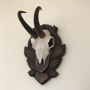Mounted chamois skull & horns