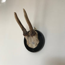 Load image into Gallery viewer, Mounted roe antlers
