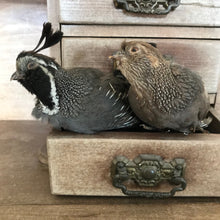 Load image into Gallery viewer, Pair of taxidermy American Quail

