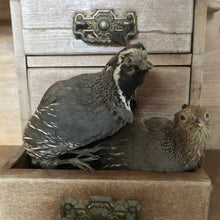 Load image into Gallery viewer, Pair of taxidermy American Quail
