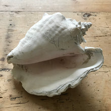 Load image into Gallery viewer, Queen conch shell - L
