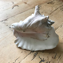 Load image into Gallery viewer, Queen conch shell - M
